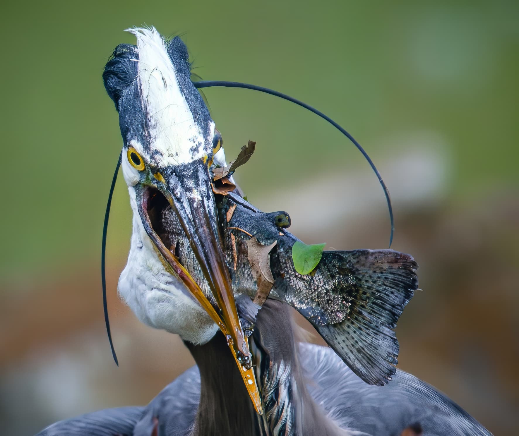 4/7. The swallow(start):
