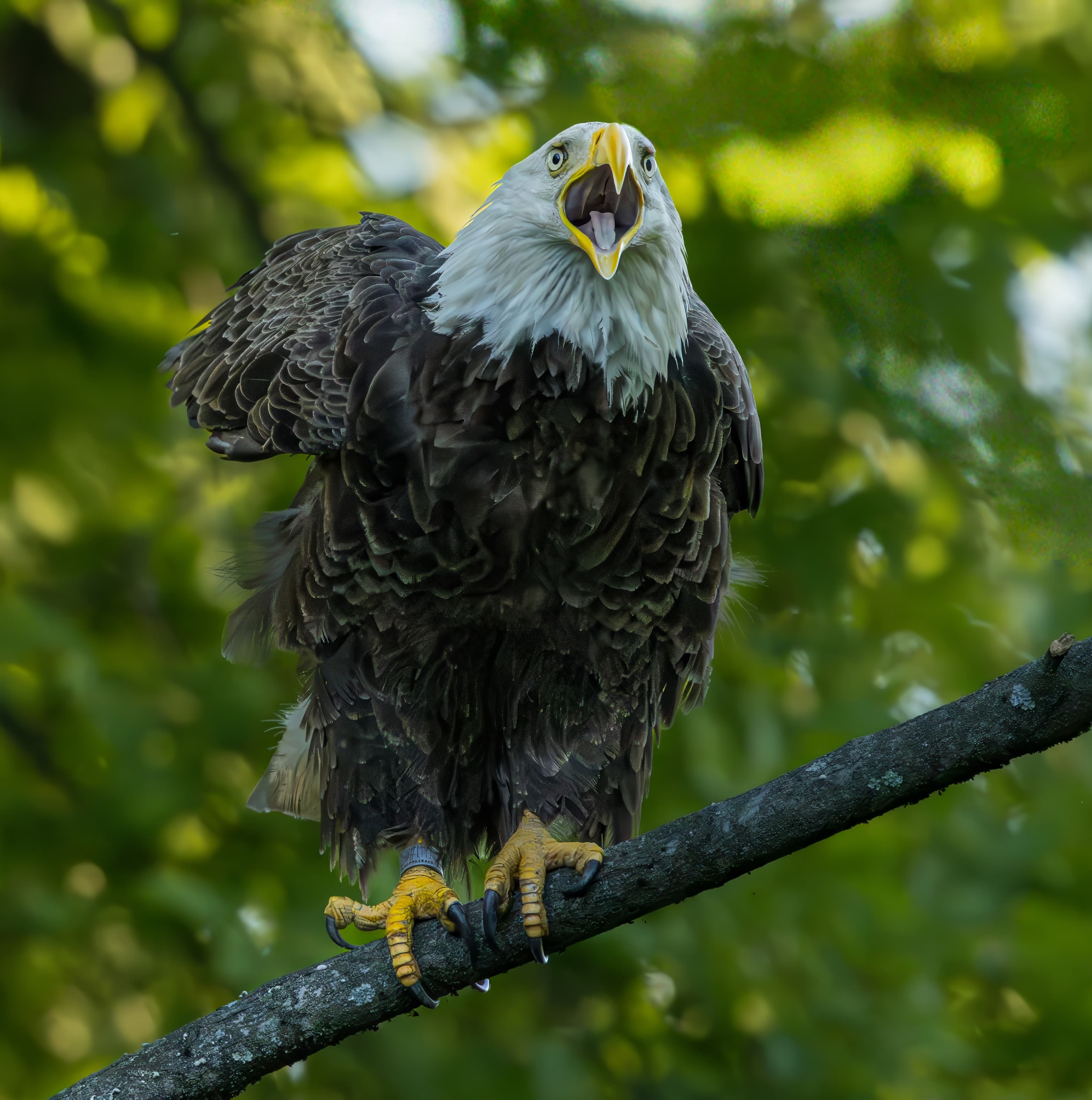 1 / 4 :  A short series of a fierce moment in the wild.